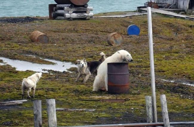 当时有狗只尝试驱赶北极熊。