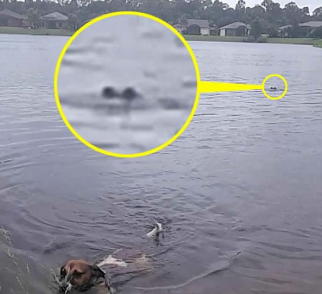 美国佛罗里达州遭飓风艾玛吹袭 洪水中游泳的狗狗与鳄鱼擦身而过