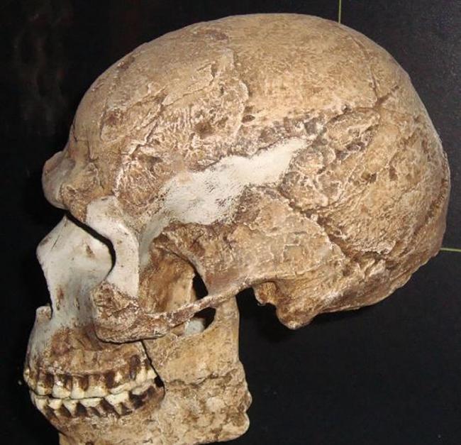 埃塞俄比亚高原莫塔洞穴发现的男性头骨