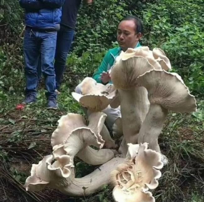 云南保山腾冲发现巨型野生蘑菇王“大象脚”