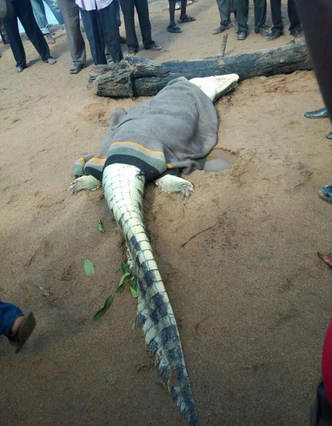 津巴布韦鳄鱼杀害并吞食8岁小孩 胃部寻获遗骸