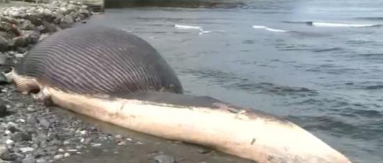 加拿大海岸25米死亡蓝鲸尸体不断膨胀或将爆炸