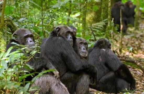 研究团队观察同一个集团内的黑猩猩活动