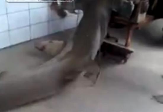 巴西一只被冲上岸的锤头鲨遭到民众用拖拉机一路狠心拖行