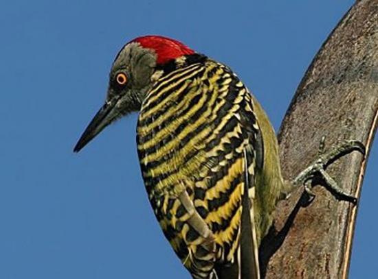 啄木鸟（woodpecker）