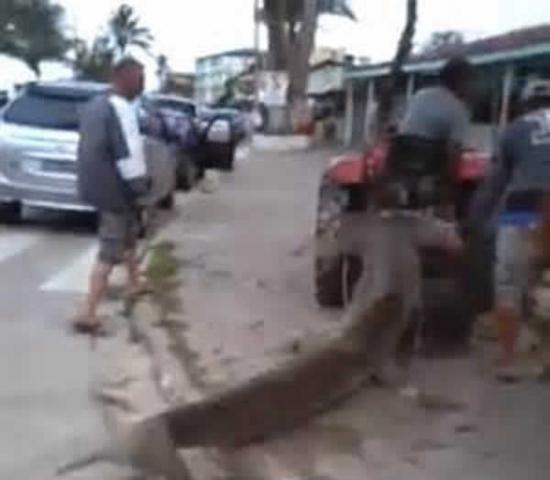 巴西一只被冲上岸的锤头鲨遭到民众用拖拉机一路狠心拖行