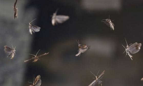 英国成功改变飞蛾基因，让它们只能繁殖雄性。