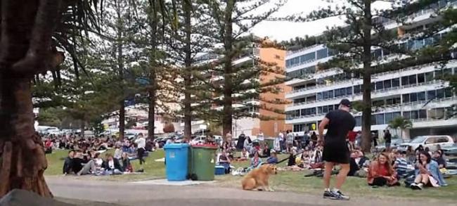 澳洲昆士兰黄金海岸金毛寻回犬逛公园不肯回家 四脚朝天装死