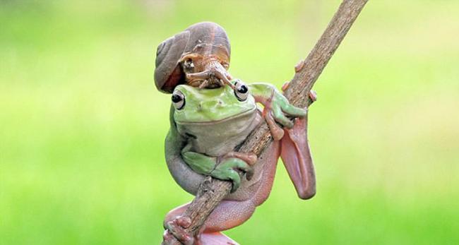 印度尼西亚男子在自家后花园拍到澳大利亚树蛙和蜗牛和谐共处的画面