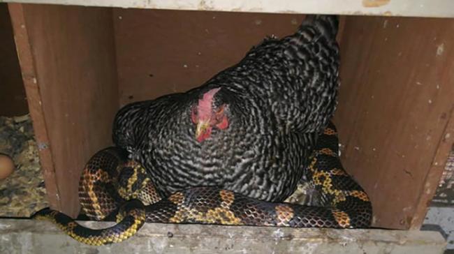 美国德克萨斯州母鸡与蛇成为好朋友