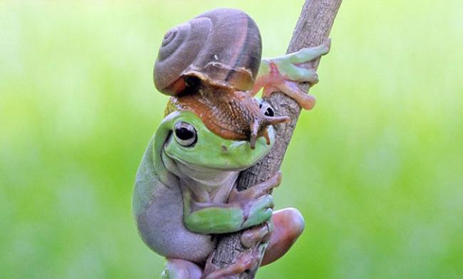 印度尼西亚男子在自家后花园拍到澳大利亚树蛙和蜗牛和谐共处的画面