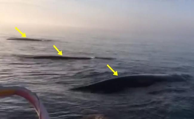 加拿大新斯科舍省海域三条座头鲸齐齐腾跃出水面 观鲸游客叹为观止