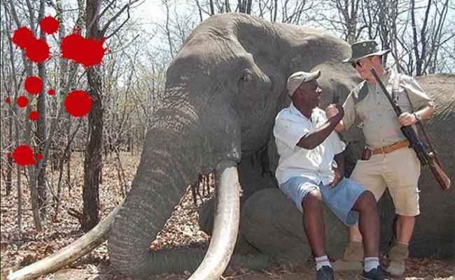 射杀大象后，该名猎人（右）与向导（左）与猎物合照。