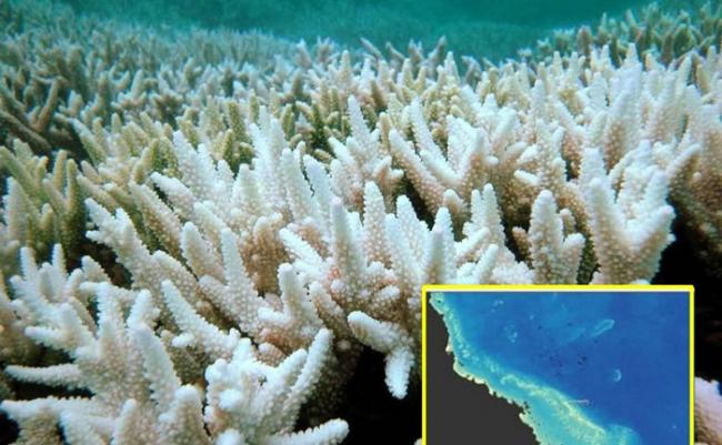 专家指大堡礁珊瑚白化情况极严重。小图显示白化的珊瑚带。