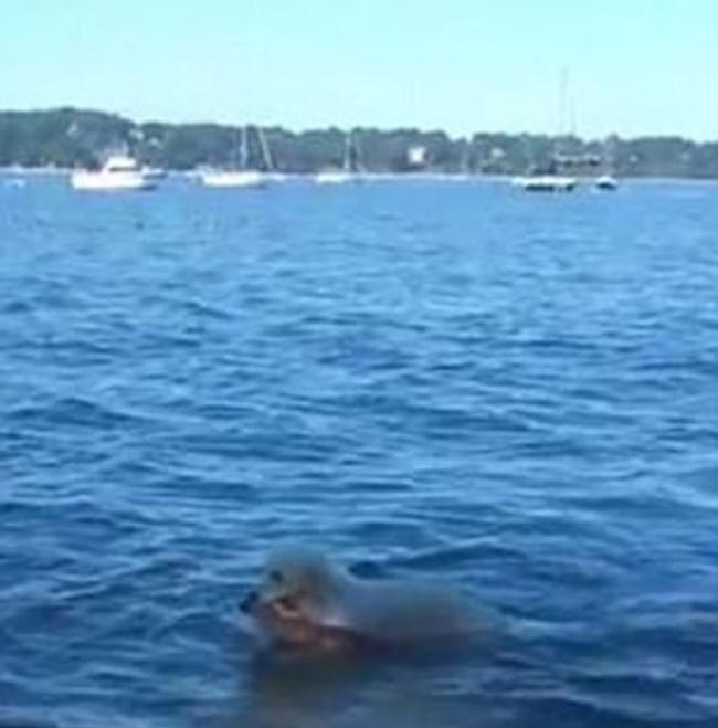美国小狗突然跳进海里游走 数分钟后救起受伤小鹿