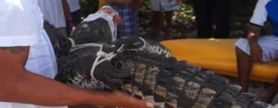 墨西哥科苏梅尔岛沙滩惊现一只身长2米的鳄鱼