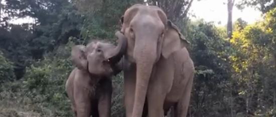 分离几年的大象母女团聚了