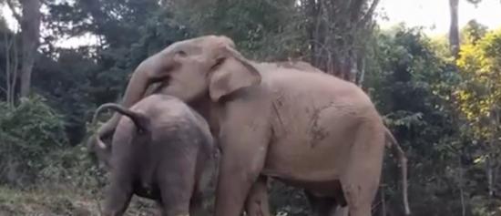 分离几年的大象母女团聚了