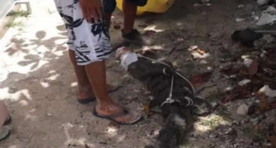 墨西哥科苏梅尔岛沙滩惊现一只身长2米的鳄鱼