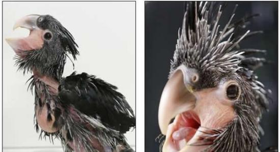 捷克动物园惊现世界最丑鹦鹉