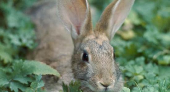 英国打洞的兔子们挖出大量新石器时代石器