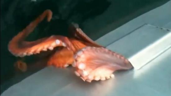 北太平洋章鱼表演“缩骨功”从渔船小孔逃脱