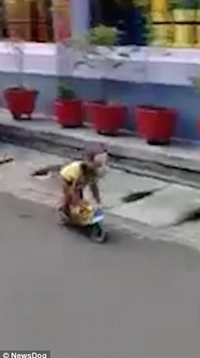 印尼东爪哇卖艺猴子驾驶超小型摩托车撞飞男童