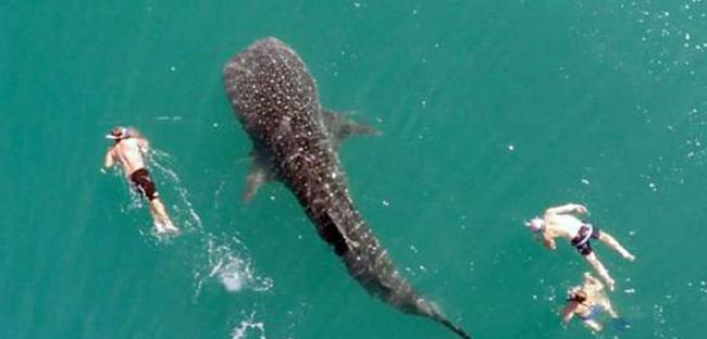 墨西哥南下加利福尼亚州海岸巨型鲸鲨罕见与人类同游