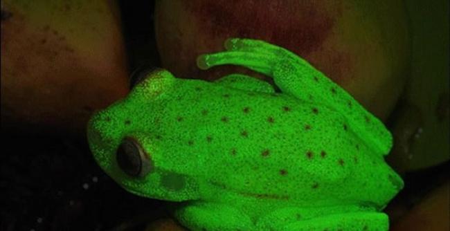 阿根廷科学家在亚马逊盆地发现全球第一种萤光两栖类动物：圆点纹树蛙