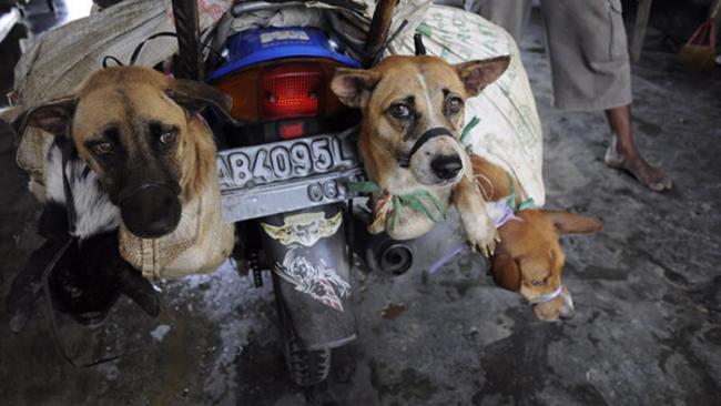 印尼非法狗肉屠宰场曝光 狗全身被绑逼看同伴被砍头