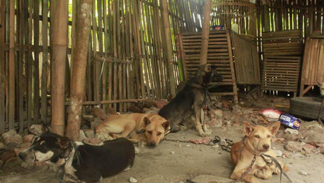 印尼非法狗肉屠宰场曝光 狗全身被绑逼看同伴被砍头
