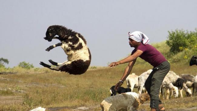 印度村庄“洗羊”有趣一幕：把羊高举过头扔进湖里