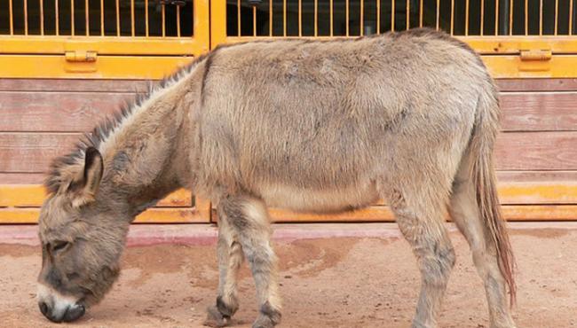 阿胶要升价了：尼日尼亚宣布禁止驴子相关制品出口 需求主要来自中国