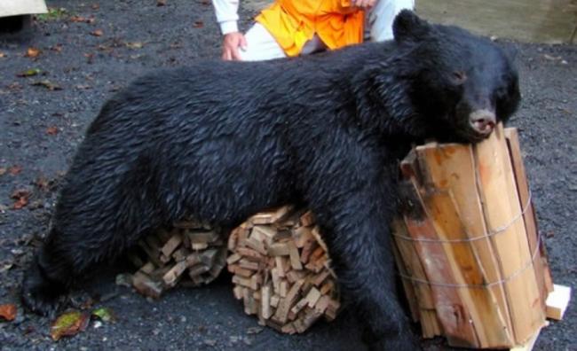 青梅市上月猎杀的黑熊。