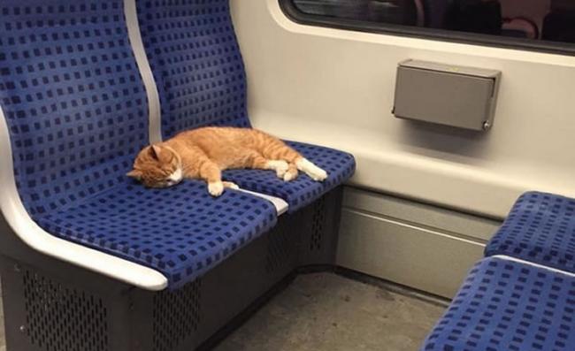 小橘猫在火车上一次占领两个位置，还睡到打呼，超大方的模样都被旅客拍下来PO脸书。
