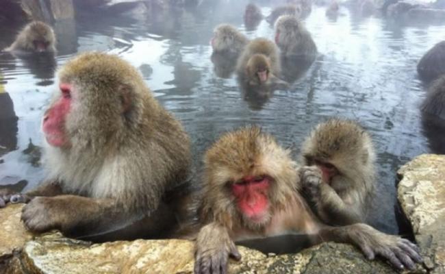 猕猴能判断自身记忆正确机率。