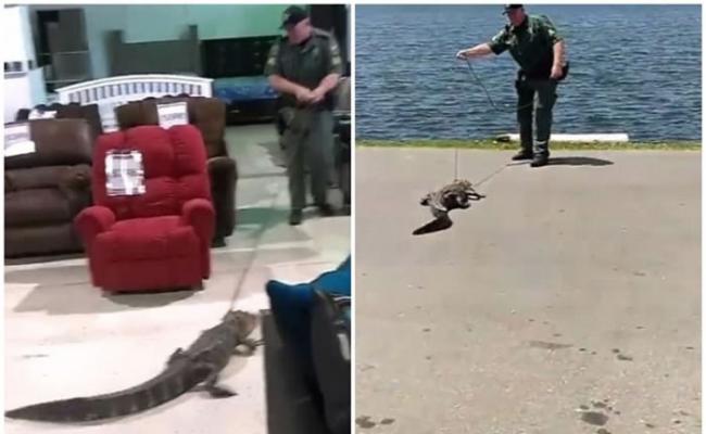 警员成功把鳄鱼放回湖中。