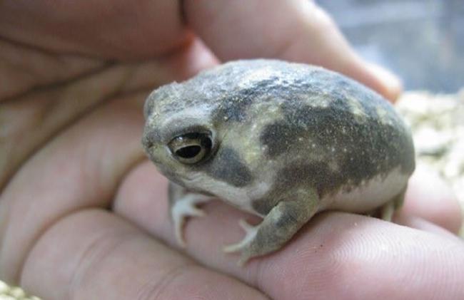 日本网友推特上疯传“馒头蛙”――散疣短头蛙