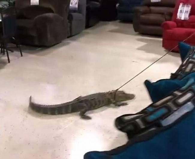 当鳄鱼进入家具店后，它明显地冷静了下来。