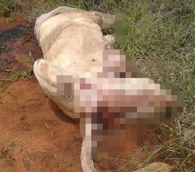 南非林波波省一头白狮惨被斩首割掌。