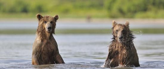 亲人团聚好不开心，两只棕熊在水中嬉戏了一个小时。