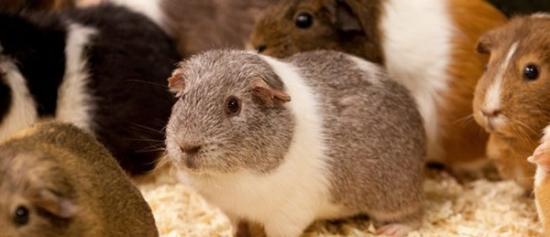 英国2岁大公天竺鼠从动物园逃脱后四处播种让100只母鼠受孕