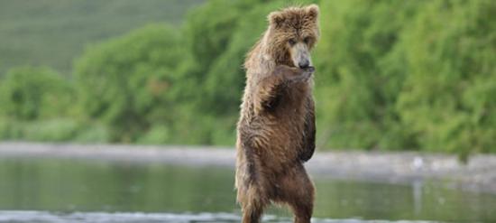 俄罗斯棕熊看到姐妹后异常兴奋大跳江南Style