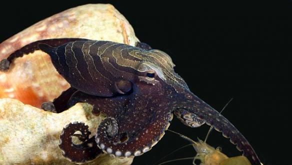 大型太平洋条纹蛸是一种十分神秘的章鱼，在近期一项研究中，科学家对中美洲太平洋近海的大型太平洋条纹蛸的捕猎方式和交配行为进行了研究。海洋生物学家说：“我从未见过类