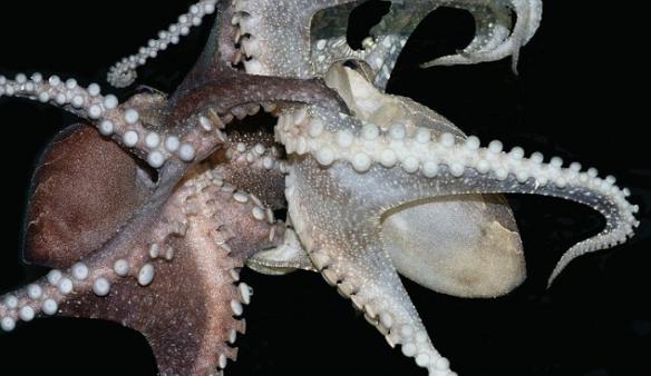 许多雄性章鱼在交配时会十分小心，以免被雌性章鱼吃掉；但大型太平洋条纹蛸就不会如此，它们的喙状口器和腕足吸盘在交配时会紧紧地扣在一起，并保持这个姿势达数天之久。而
