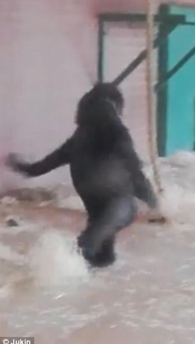 英国莱斯特郡动物园大猩猩忘情跳舞