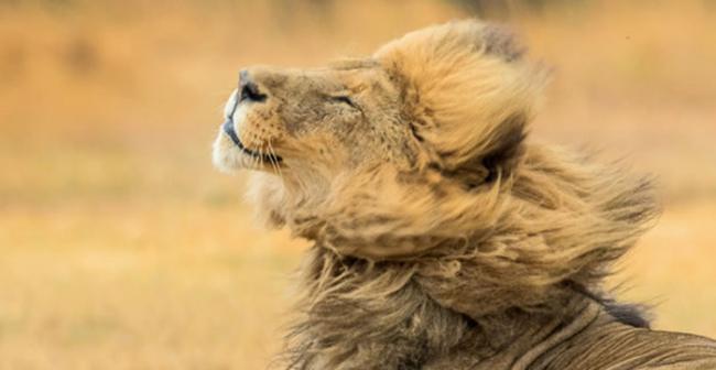 南非犀牛狮子保护区：威武狮子王仰头眯着双眼 鬃毛随风潇洒飘动