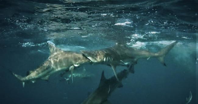南非开普敦摄影师Mia Vorster拍到黑鳍鲨张口吞同类的惊人画面