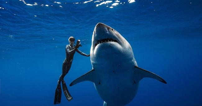 海洋怪物级大白鲨“深蓝”在美国夏威夷海岸被潜水员拍到