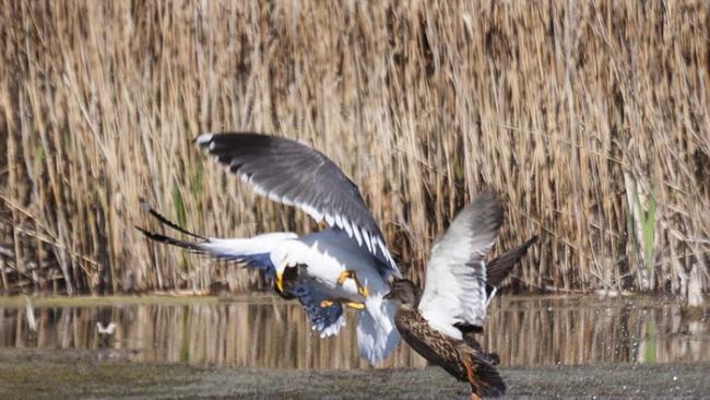 英国剑桥郡私人保护区内母野鸭与海鸥低空混战夺回小野鸭